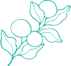 health-shape-fruit.png